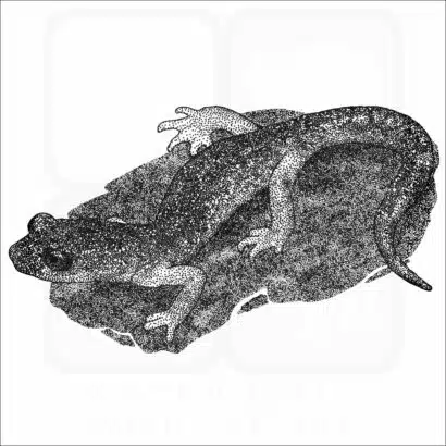Oregon Ensatina illustration
