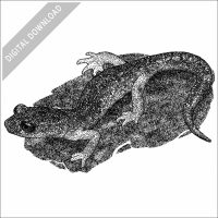 Oregon Ensatina illustration