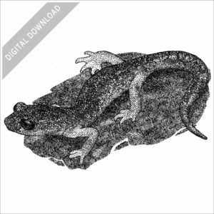 Oregon Ensatina illustration