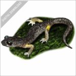 Oregon Ensatina stock image