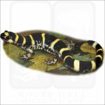 Ringed Salamander illustration