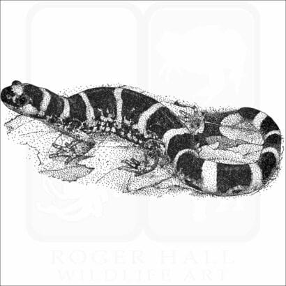 Ringed Salamander