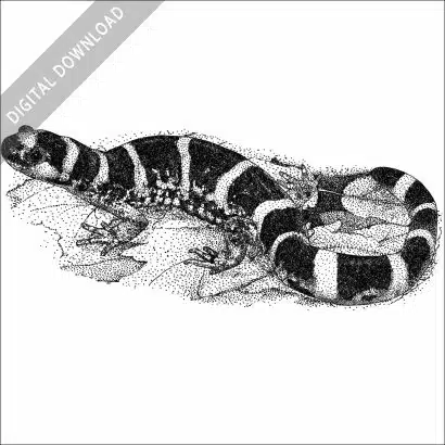 Ringed Salamander