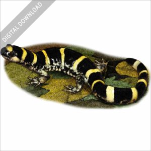 Ringed Salamander stock image
