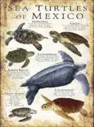 Sea Turtles of Mexico poster print