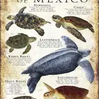 Sea Turtles of Mexico poster print
