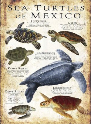 Sea Turtles of Mexico poster print