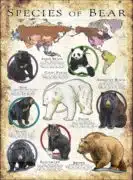 Species of bear poster print