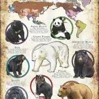 Species of bear poster print
