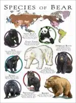 Species of Bear poster print