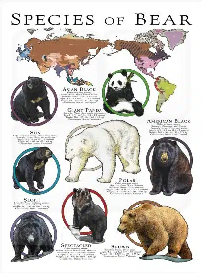 Species of Bear poster print