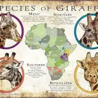 Species of giraffe poster print