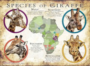 Species of giraffe poster print