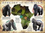 Gorilla Species Infographic Poster