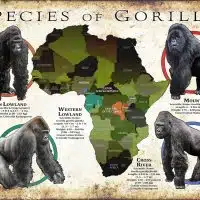 Gorilla Species Infographic Poster