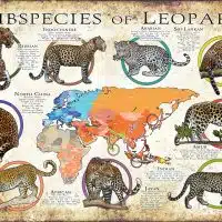 Subspecies of Leopard poster print