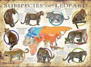 Subspecies of Leopard poster print