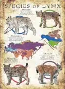 Species of lynx poster print
