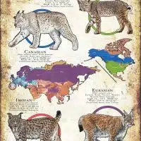 Species of lynx poster print