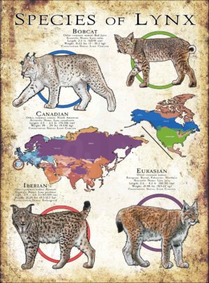 Species of lynx poster print