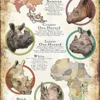 Species of rhino poster print