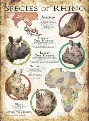 Species of rhino poster print