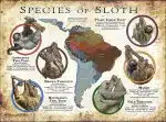 Sloth Species Infographic Poster