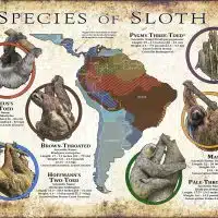 Sloth Species Infographic Poster