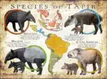 Species of Tapir poster print