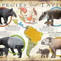 Species of Tapir poster print