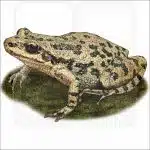 Spotted Chorus Frog illustration