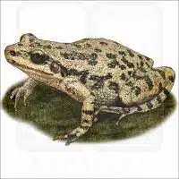 Spotted Chorus Frog illustration