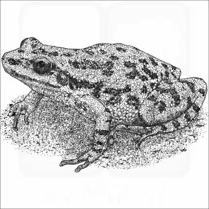 Spotted Chorus Frog
