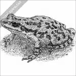 Spotted Chorus Frog