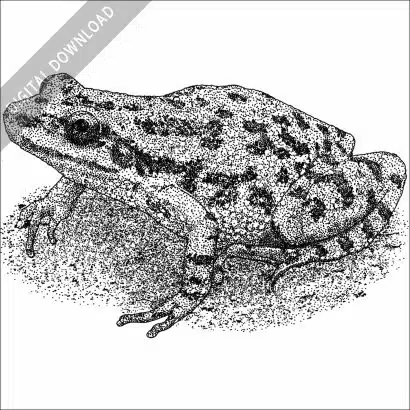 Spotted Chorus Frog
