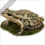 Spotted Chorus Frog stock image