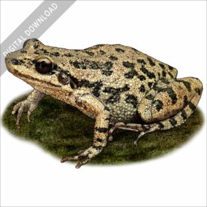 Spotted Chorus Frog stock image
