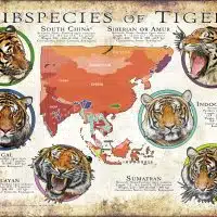 Subspecies of Tigers poster print