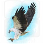 White-Bellied Sea Eagle illustration