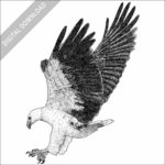 White-Bellied Sea Eagle