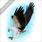 White-Bellied Sea Eagle stock image