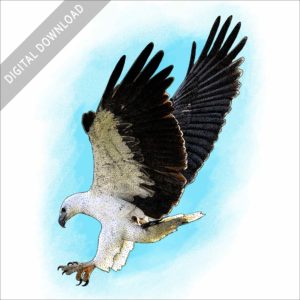 White-Bellied Sea Eagle stock image