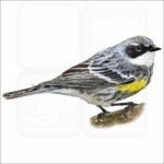 Yellow-Rumped Warbler illustration