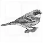 Yellow-Rumped Warbler illustration