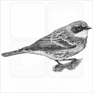 Yellow-Rumped Warbler illustration