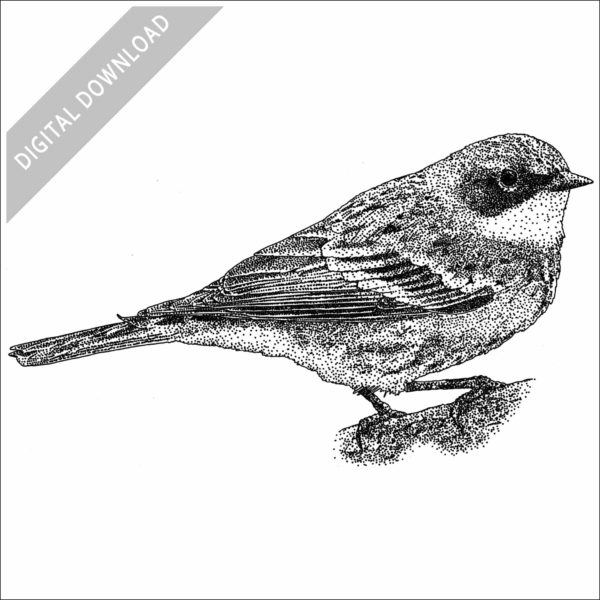 Yellow-Rumped Warbler illustration