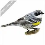 Yellow-Rumped Warbler stock image