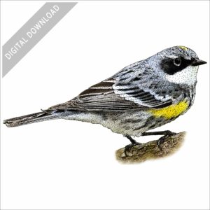 Yellow-Rumped Warbler stock image