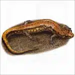 Allegheny Mountain Dusky Salamander illustration