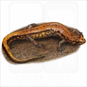 Allegheny Mountain Dusky Salamander illustration